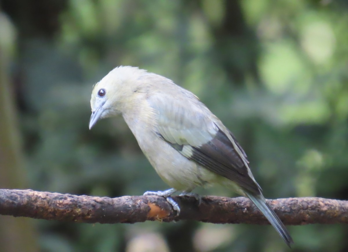 Tangara des palmiers - ML645237084