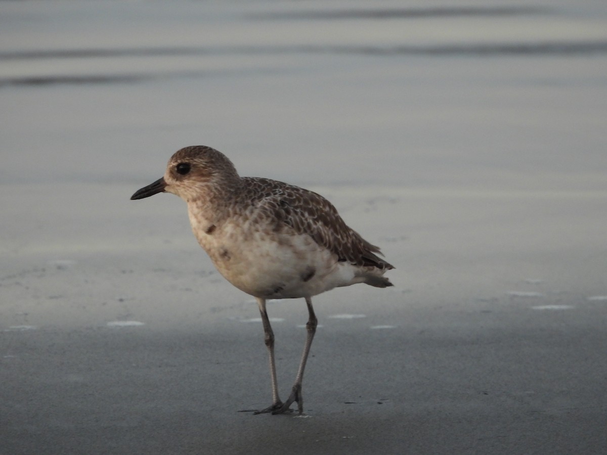 ダイゼン - ML645237095