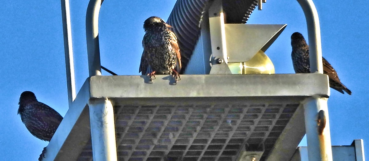 Arabazozo pikarta - ML645237097