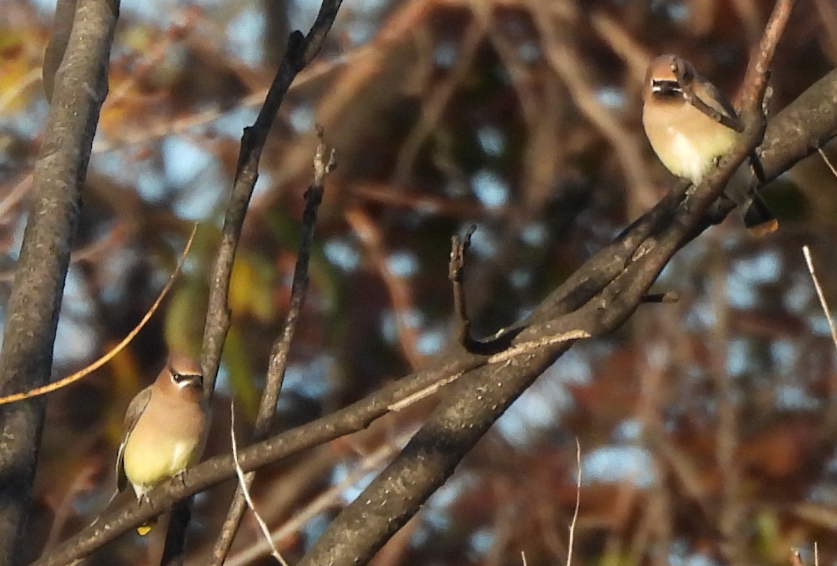 Cedar Waxwing - ML645237106