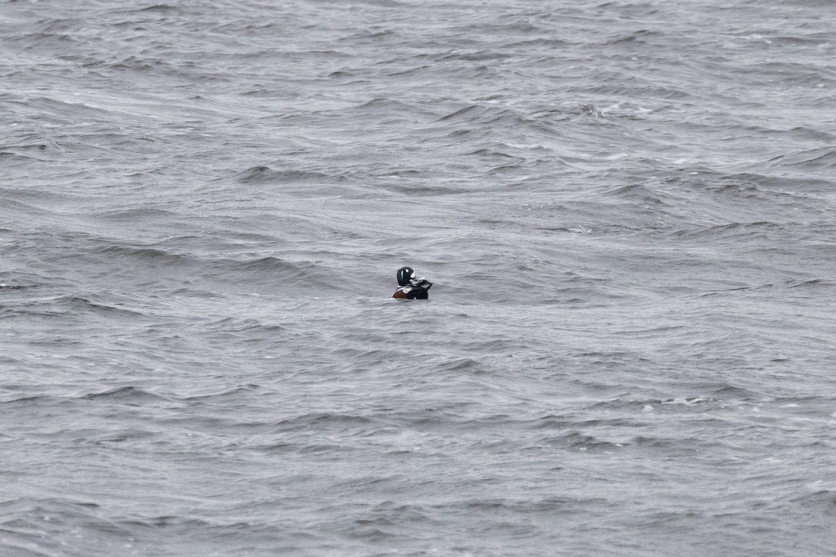 Harlequin Duck - ML645237111