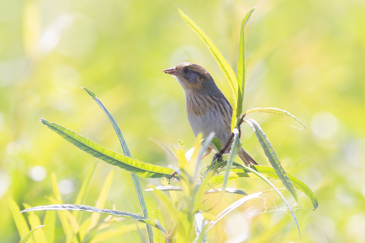 Nelson's Sparrow - ML645237116