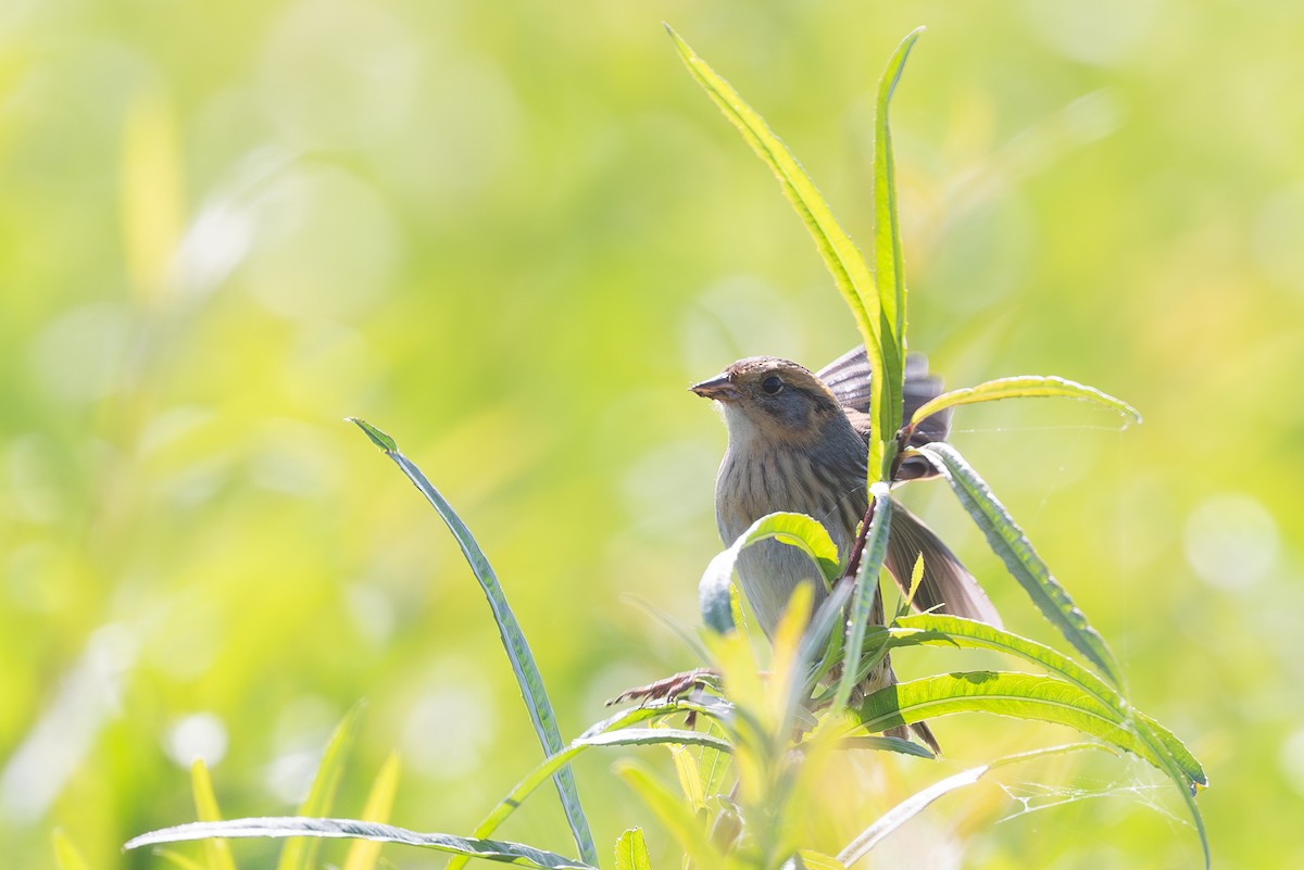 Nelson's Sparrow - ML645237117