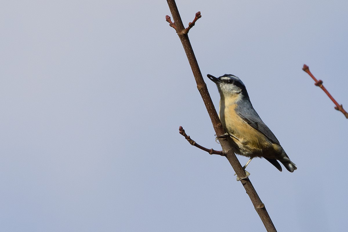 Red-breasted Nuthatch - ML645237121