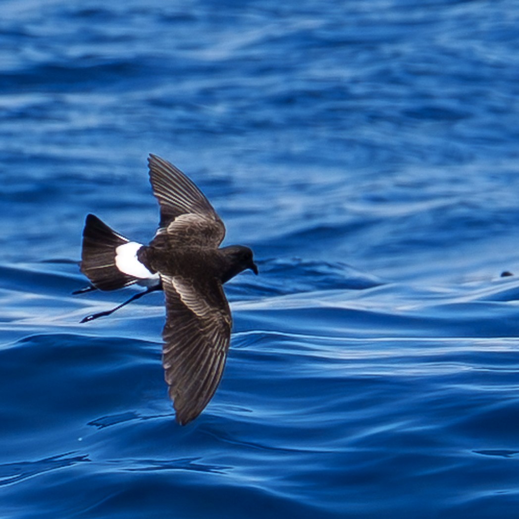 黃蹼洋海燕 - ML645237141