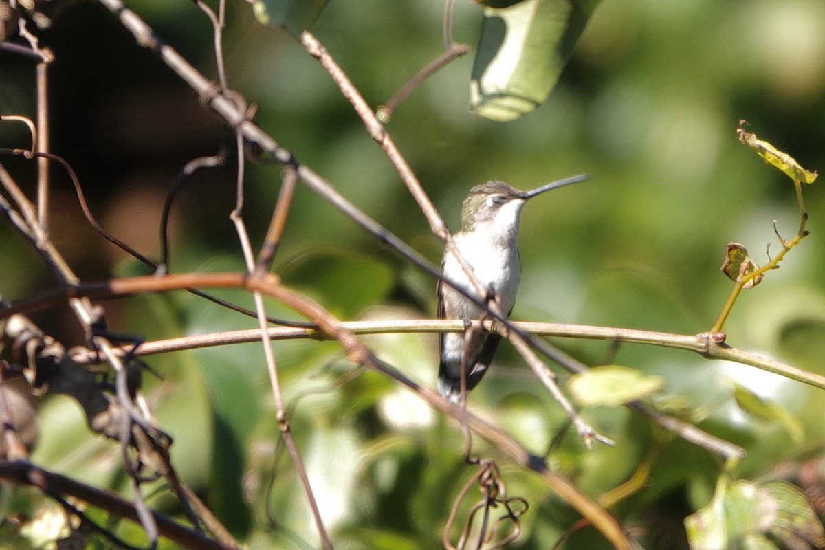 Ruby-throated Hummingbird - ML645237147