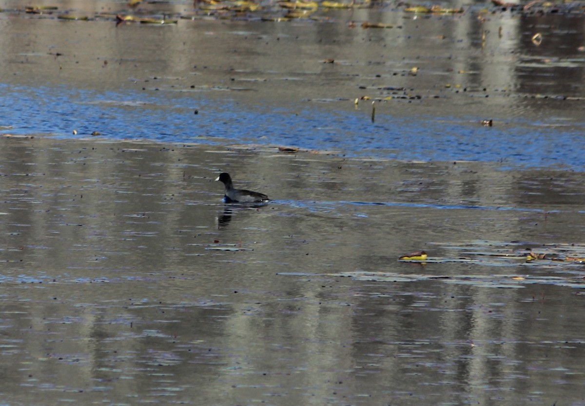 American Coot - ML645237150