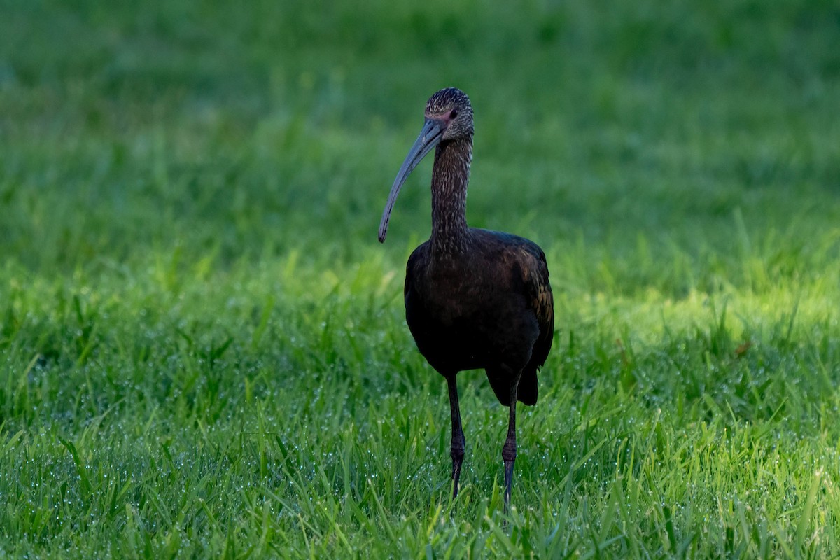 Beltzaran musuzuria - ML645237155