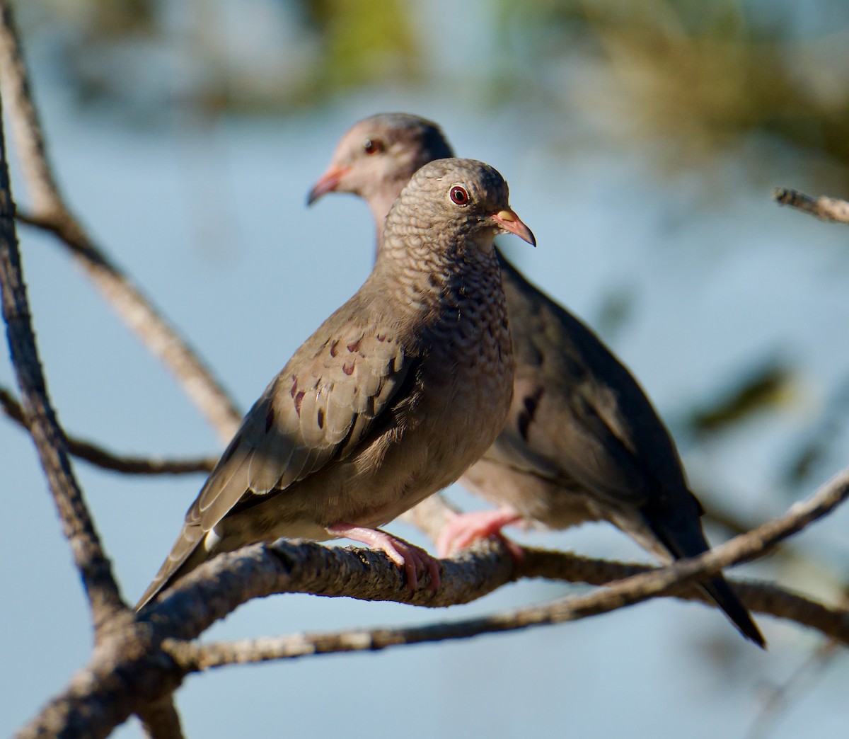 Common Ground Dove - ML645237157