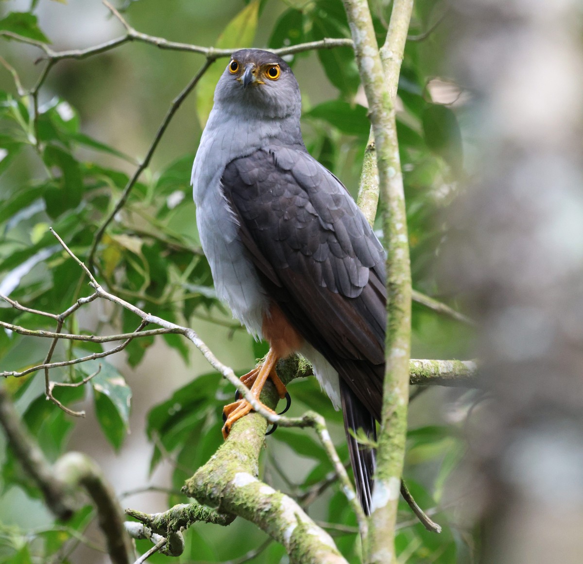 Bicolored Hawk - ML645237162