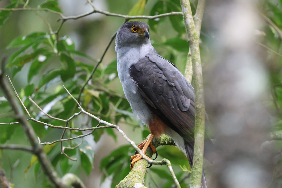 Bicolored Hawk - ML645237164