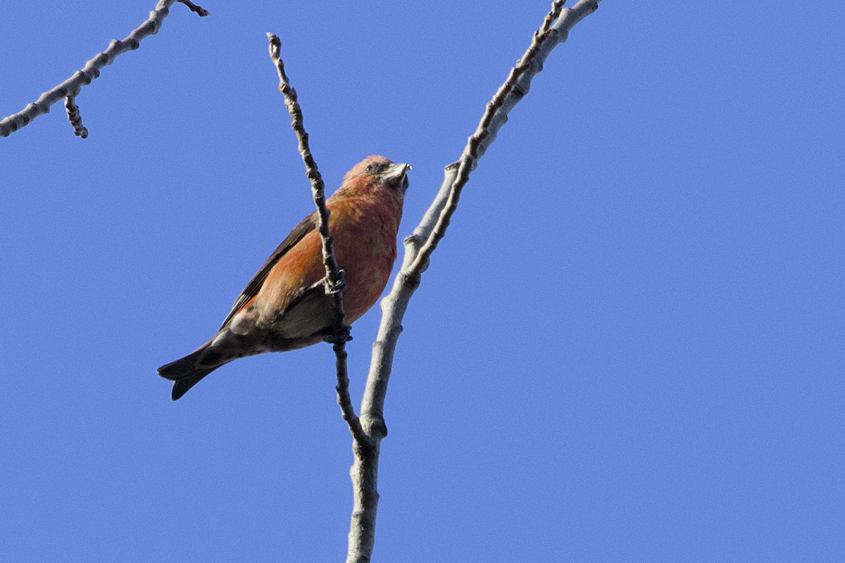 紅交嘴雀 - ML645237166