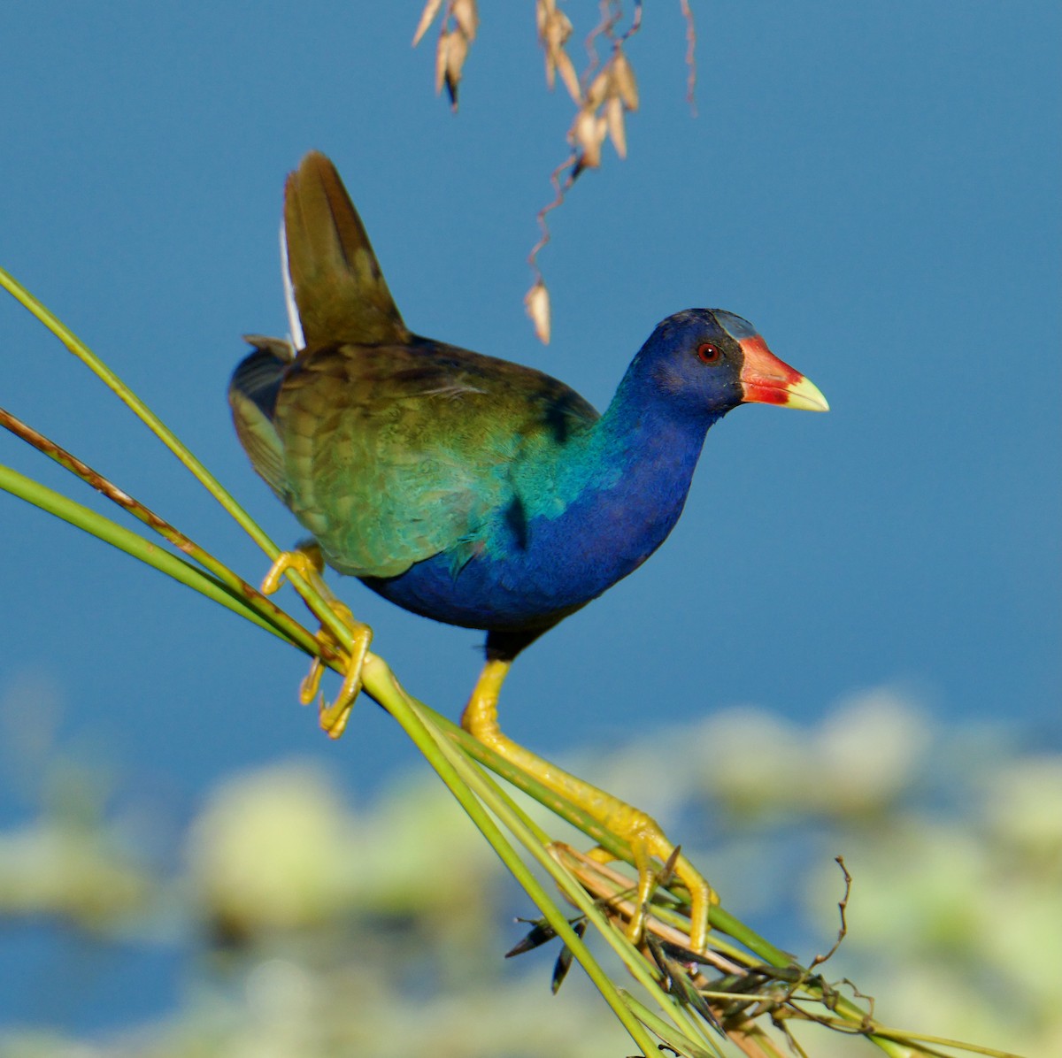 Purple Gallinule - ML645237169