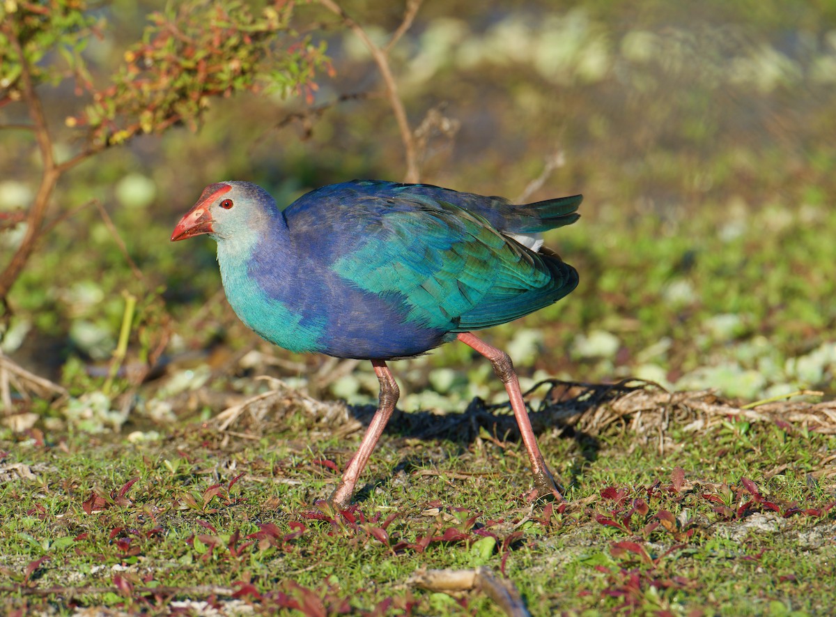 Gray-headed Swamphen - ML645237173