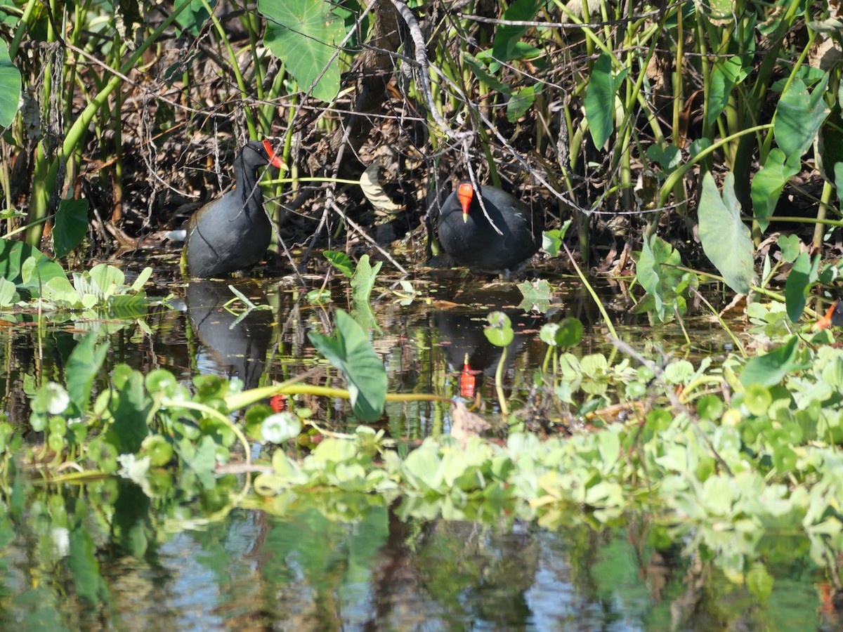 Common Gallinule - ML645237180