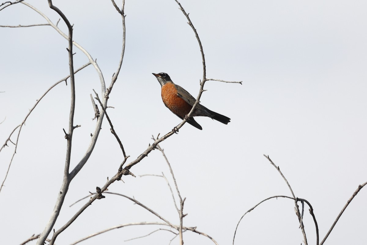 Странствующий дрозд - ML645237188