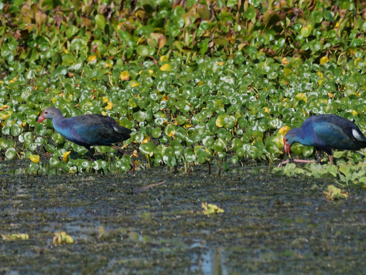 Gray-headed Swamphen - ML645237189