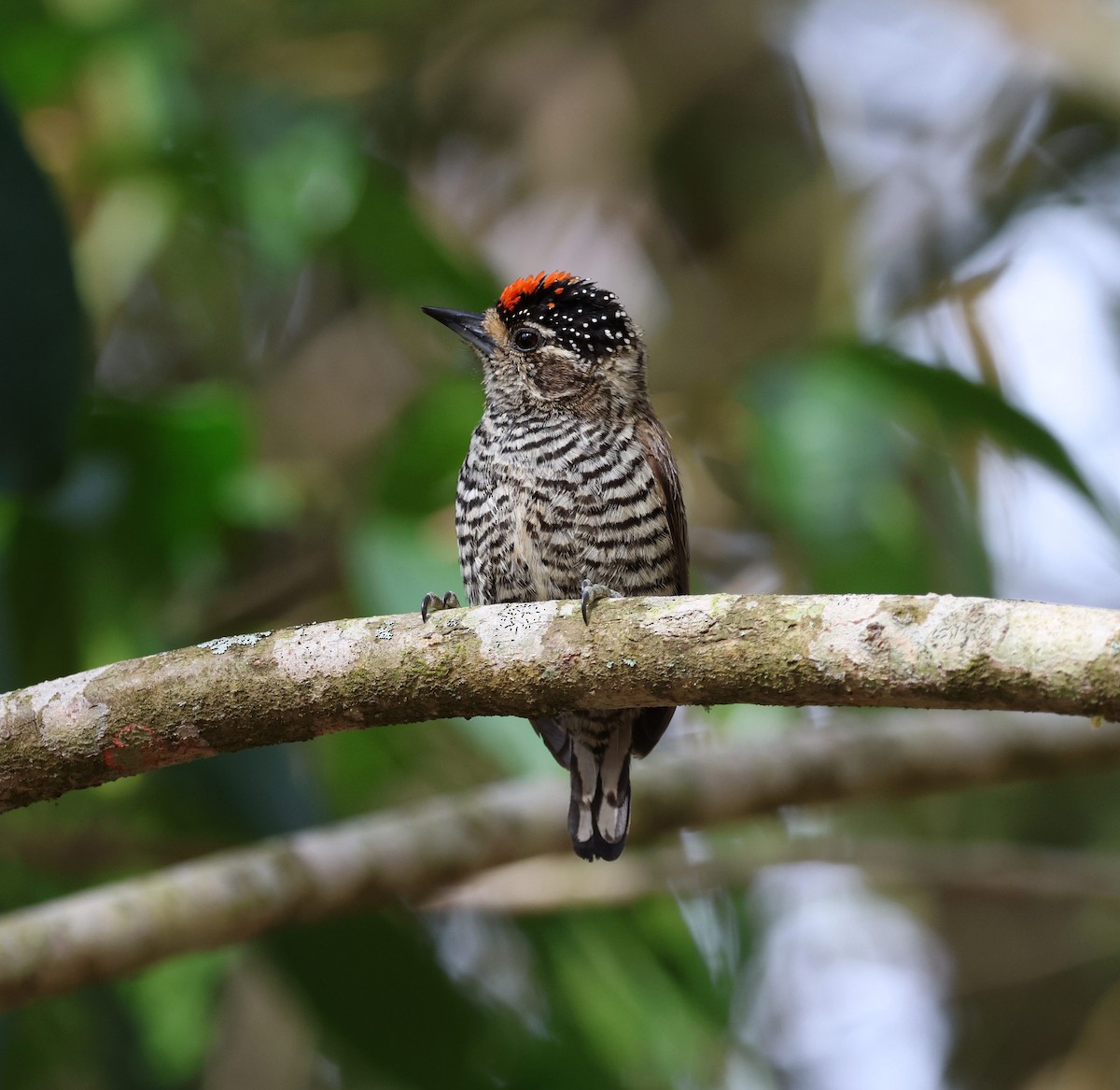 White-barred Piculet - ML645237191