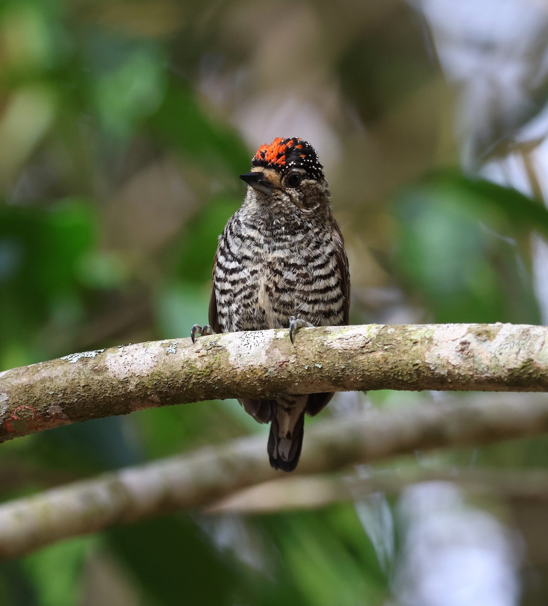 White-barred Piculet - ML645237192