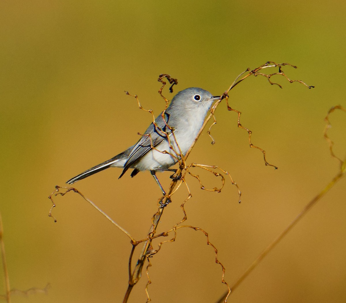 Perlita Grisilla - ML645237193