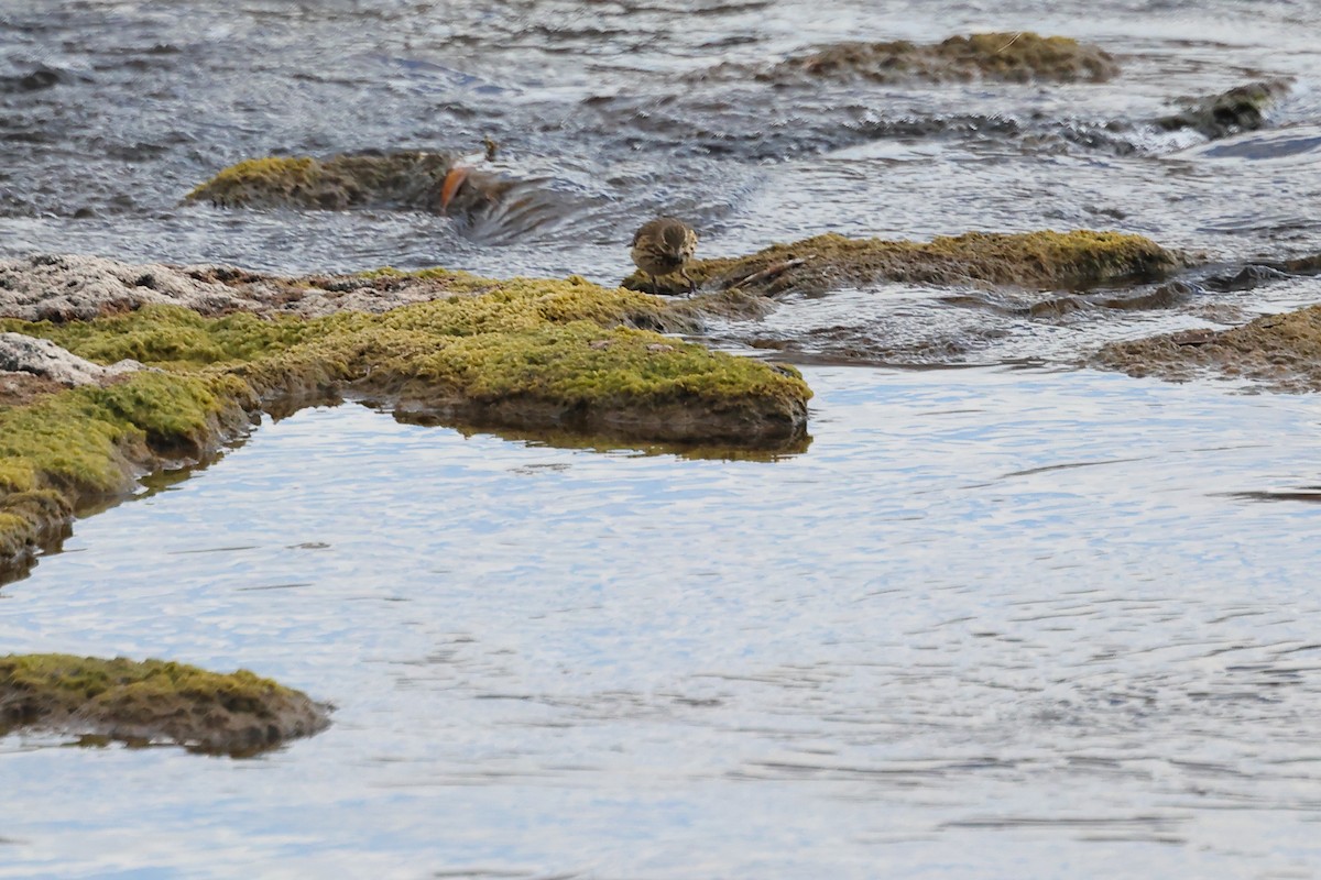 Spioncello del Pacifico - ML645237198