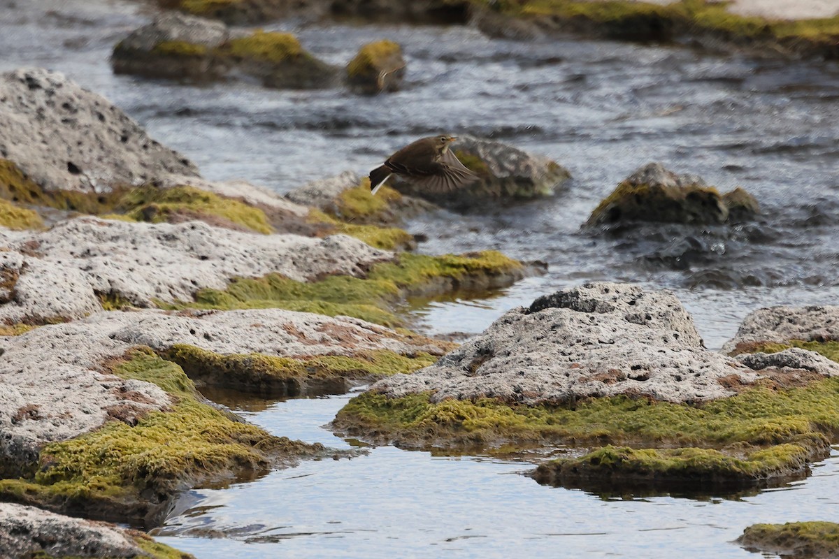 Spioncello del Pacifico - ML645237199