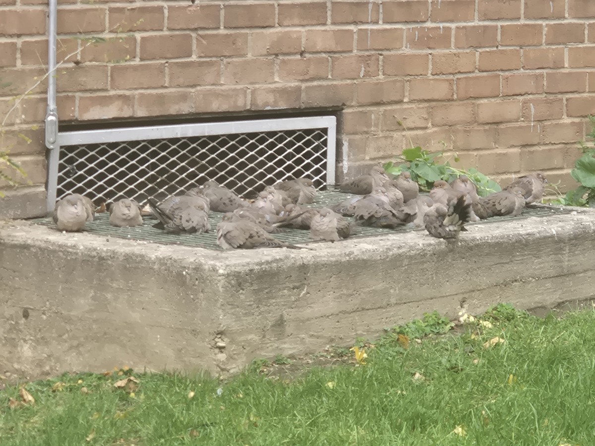 Mourning Dove - ML645237200