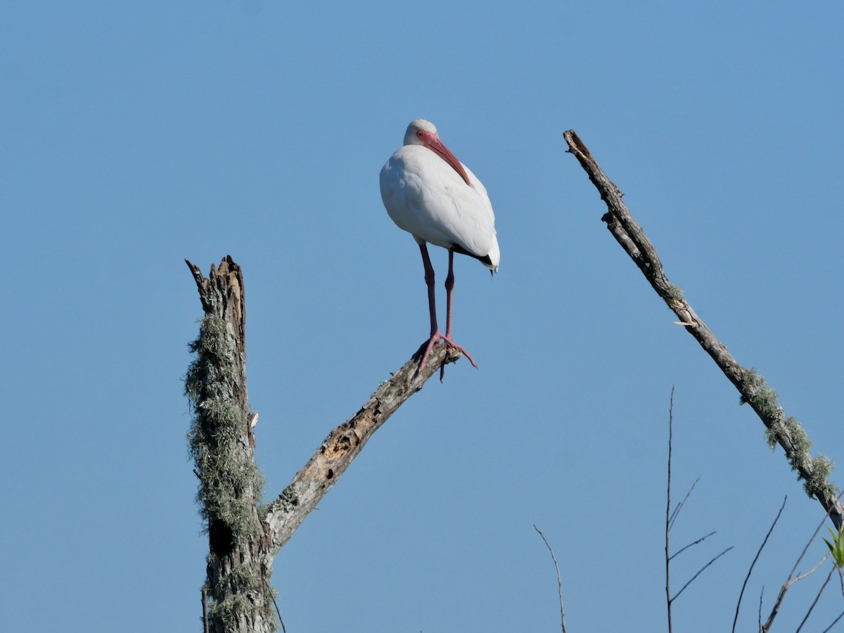 White Ibis - ML645237210
