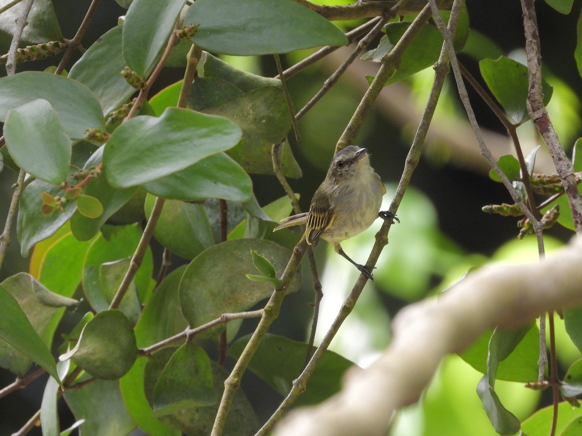 Mistletoe Tyrannulet - ML645237211