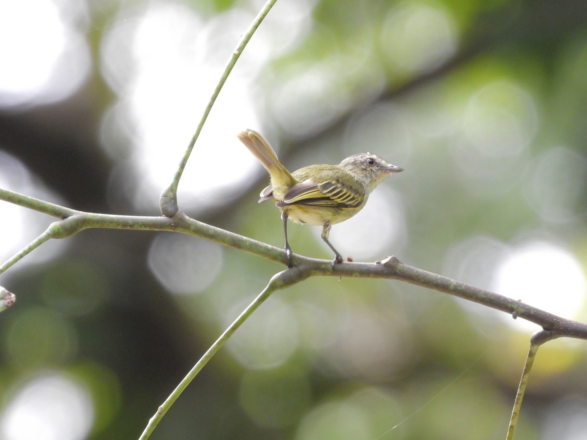 Mistletoe Tyrannulet - ML645237212