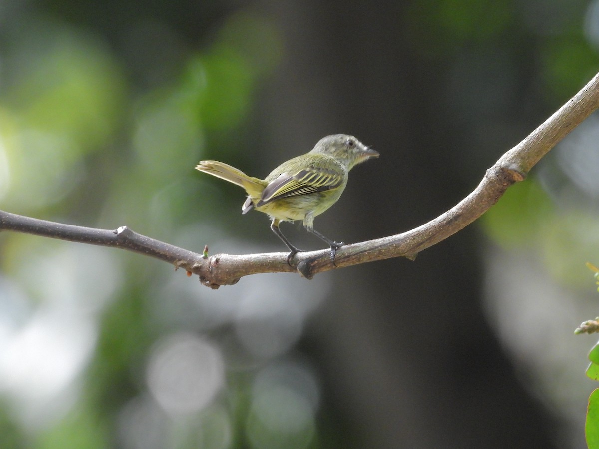Mistletoe Tyrannulet - ML645237215