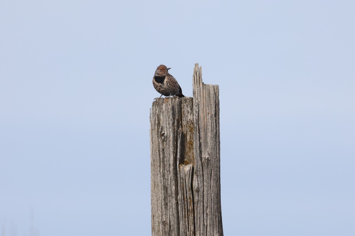 Northern Flicker - ML645237216
