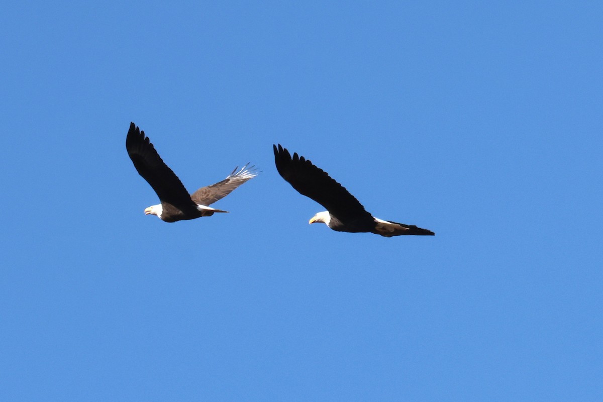 ハクトウワシ - ML645237220