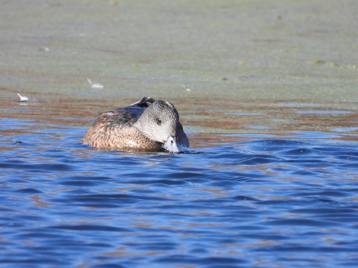 hvízdák americký - ML645237223