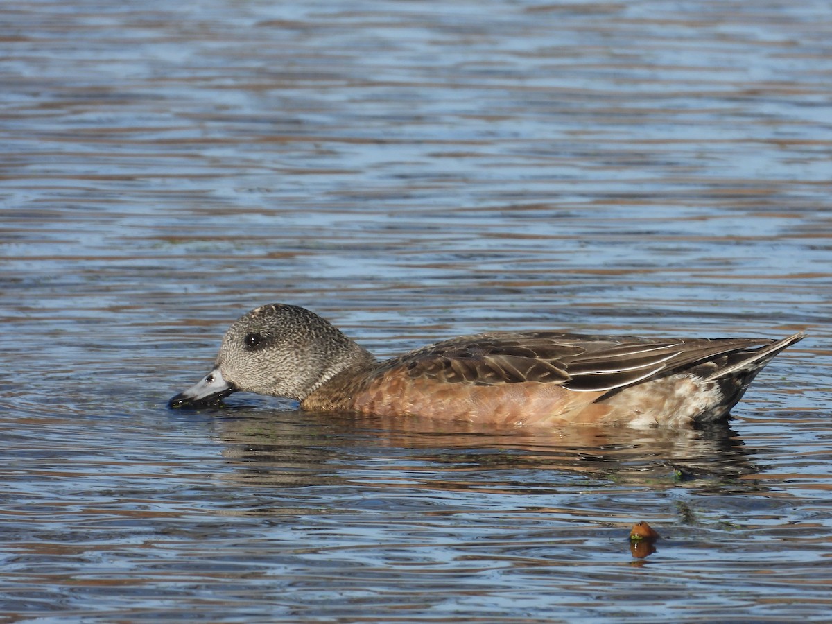 hvízdák americký - ML645237224