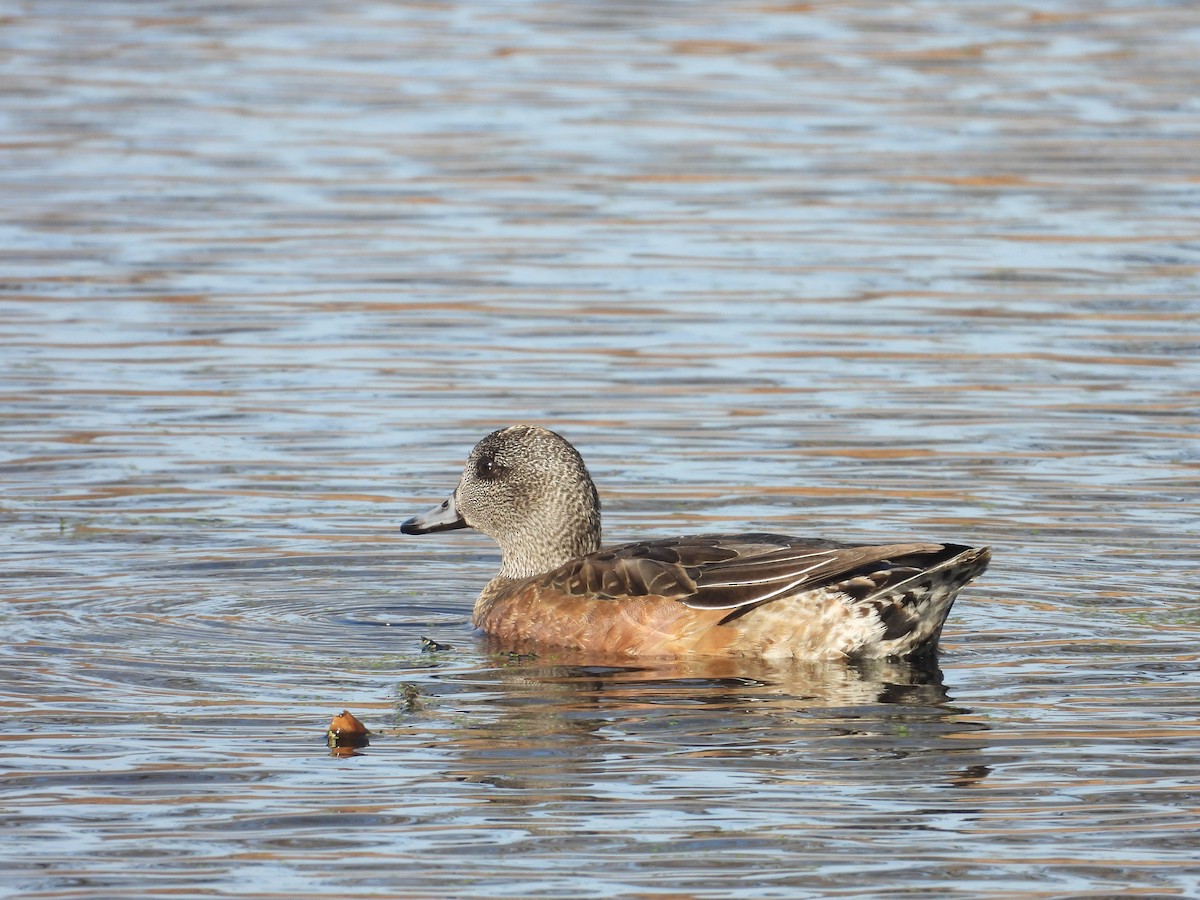 hvízdák americký - ML645237225