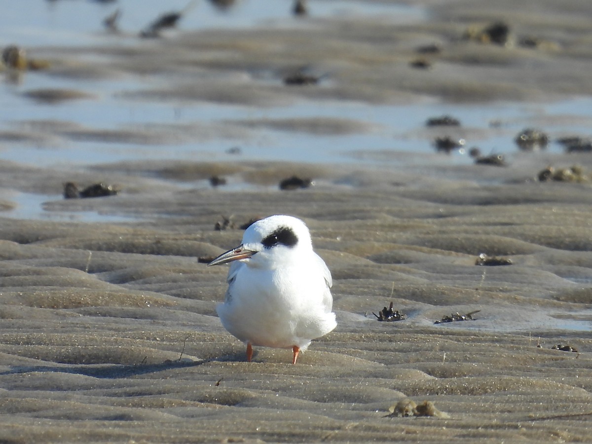 Forster's Tern - ML645237227