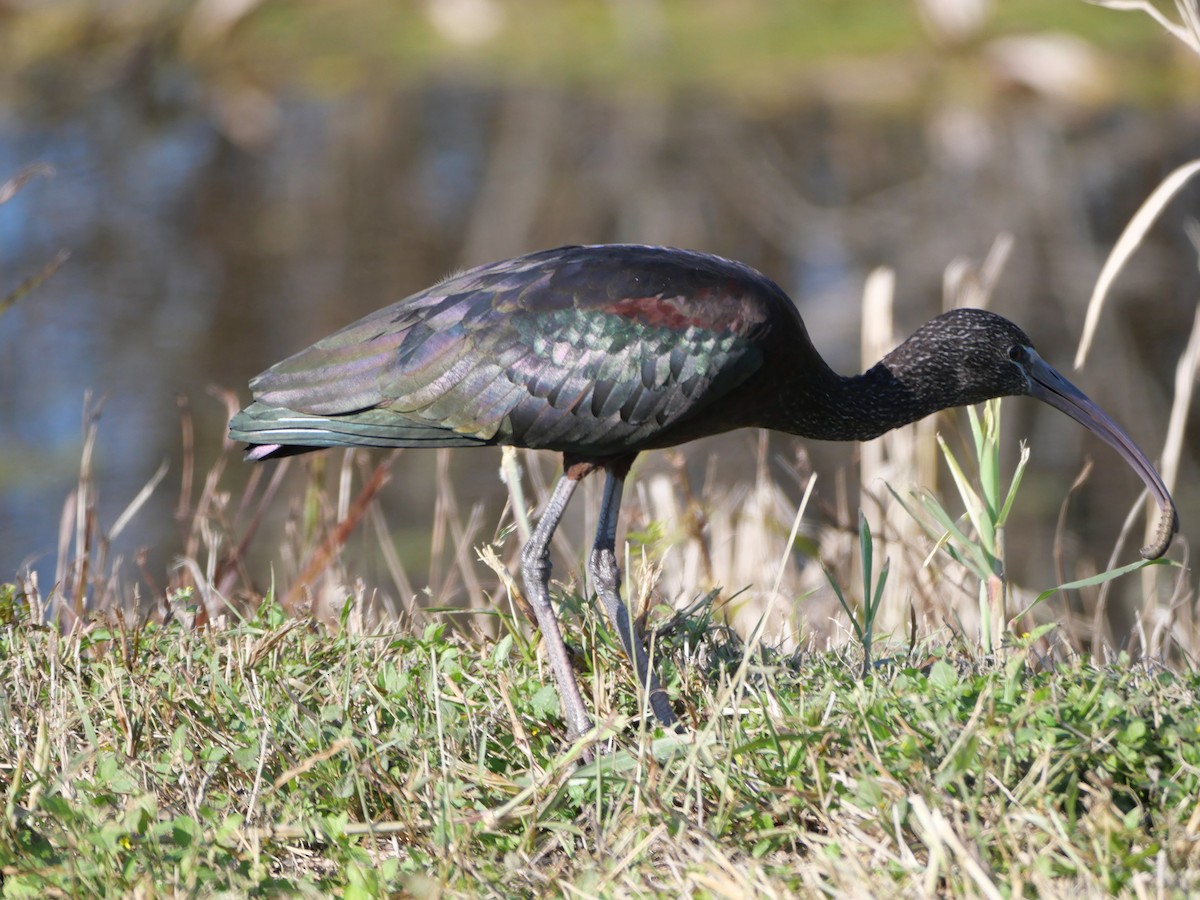Glossy Ibis - ML645237229