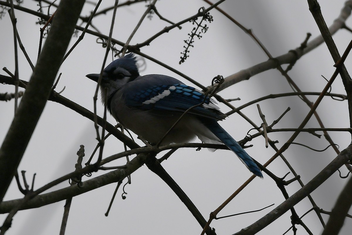 Blue Jay - ML645237235