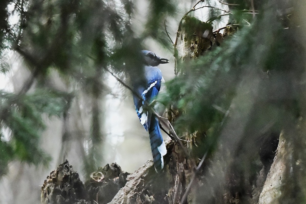 Blue Jay - ML645237236