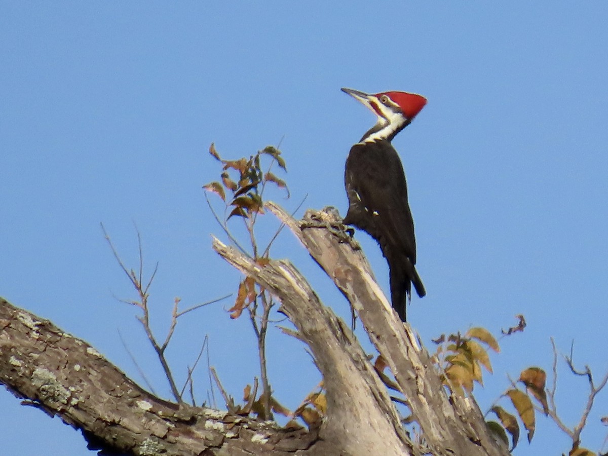 datel chocholatý - ML645237237