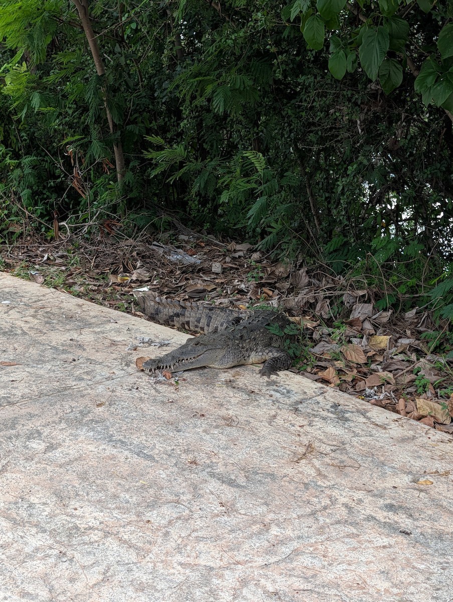 American Crocodile - ML645237245