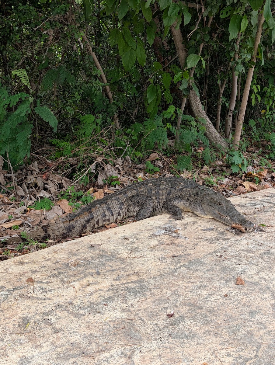 American Crocodile - ML645237246