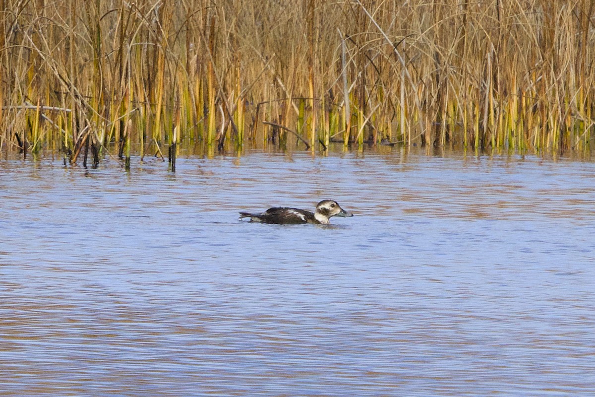長尾鴨 - ML645237258