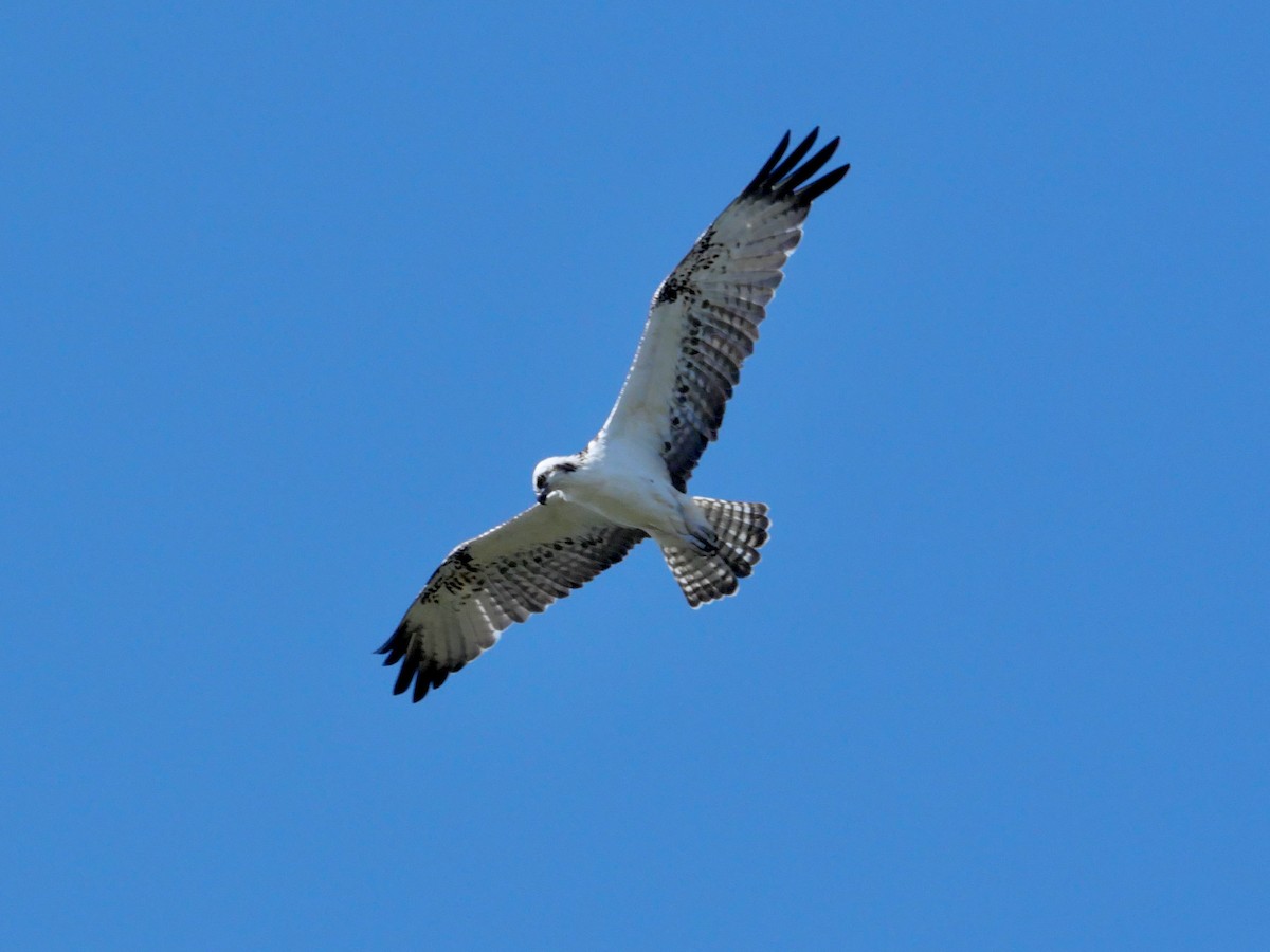 Osprey - ML645237261