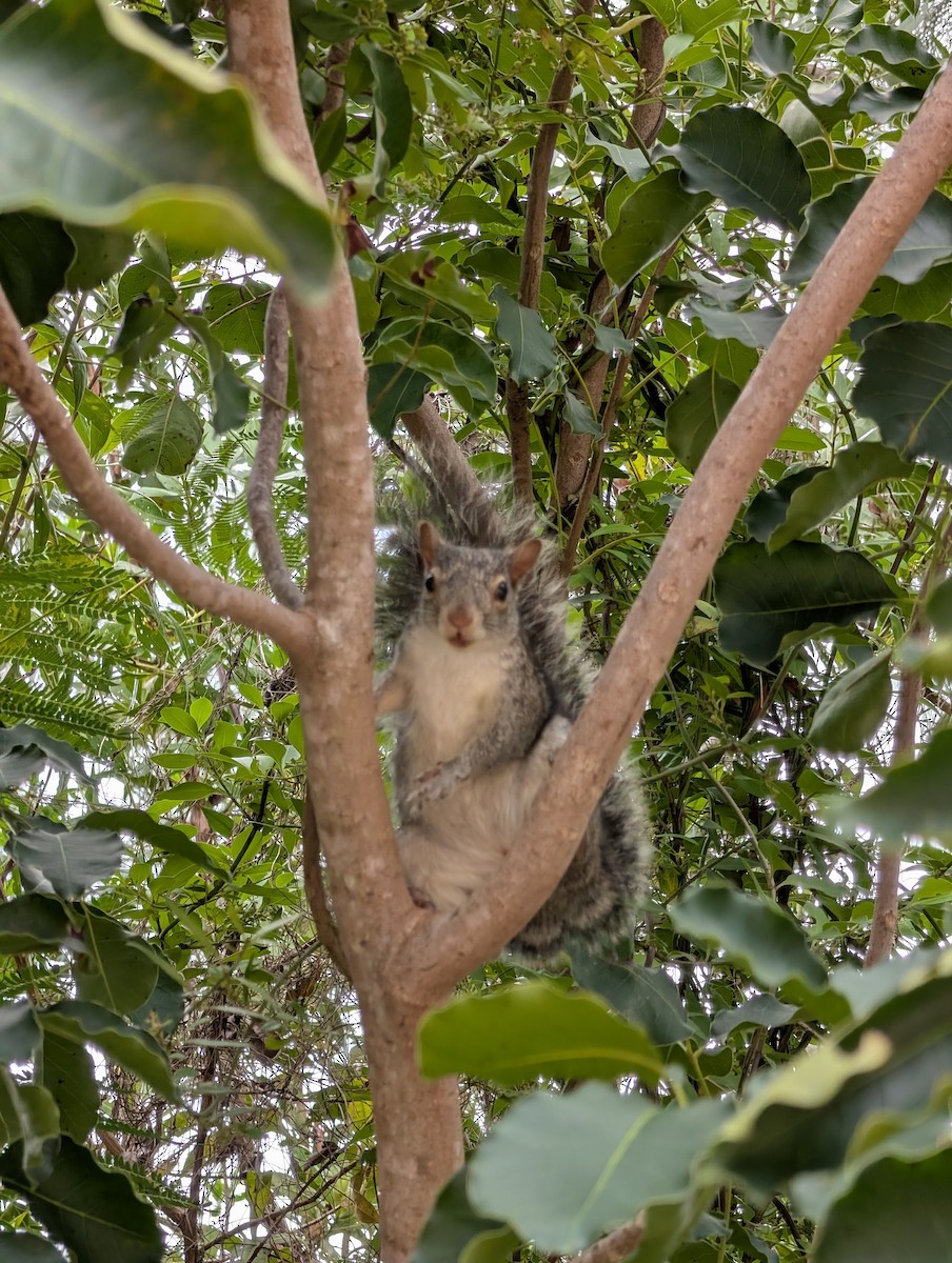 Yucatán Squirrel - ML645237267