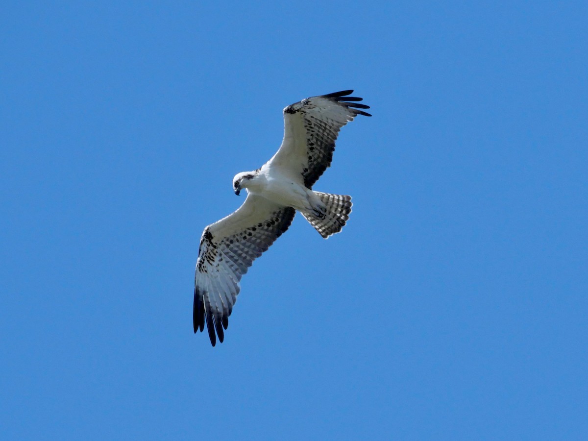 Osprey - ML645237268