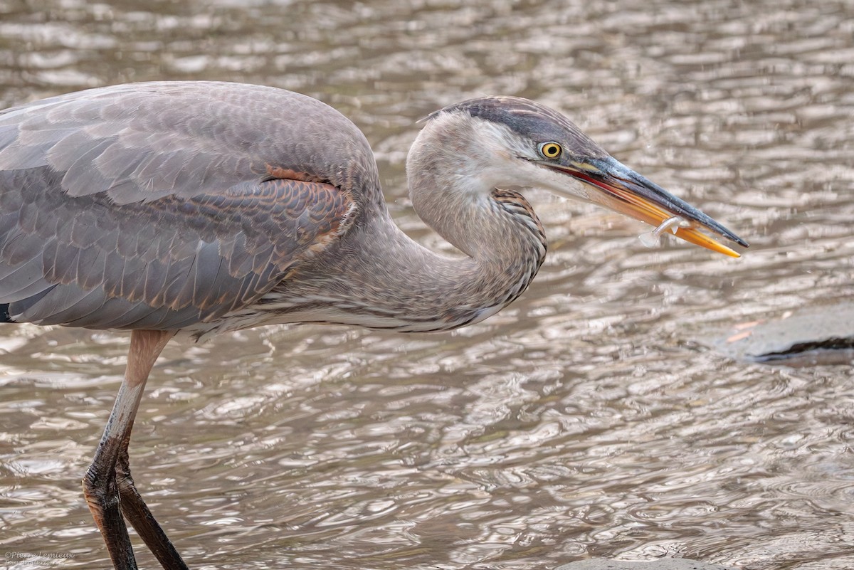 Great Blue Heron - ML645237272