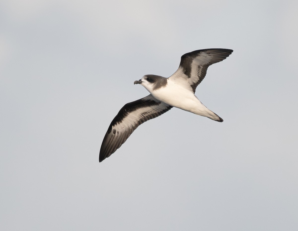 bermudapetrell - ML645237279