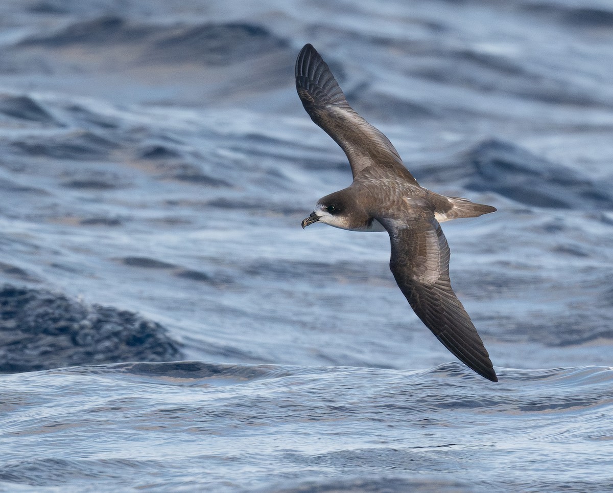 bermudapetrell - ML645237280